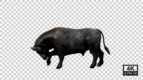 Buffalo Fight Idle Side View