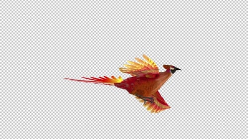 Phönixvogel - Hot Red - Flying Transition V