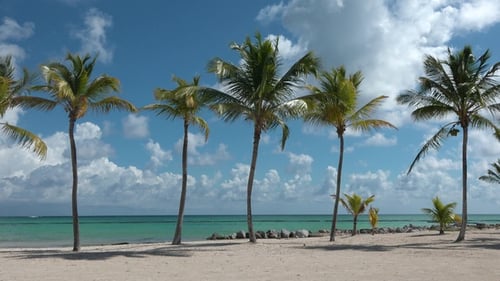 Palm tree on the sandy shore of the ocean. Natural tropical beach withpalm trees on yellow sand.