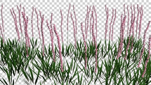 Lilyturf Flowers Field