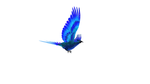 Phoenix Bird - Cyan Blue - Flying Transition III