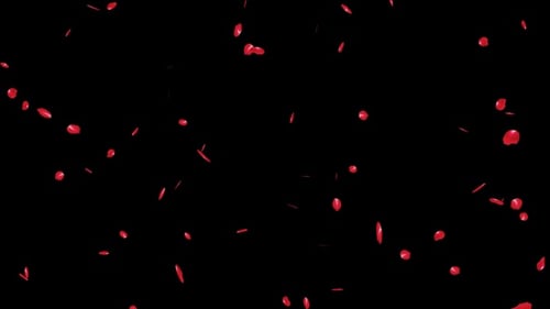 Romantic Falling Red Rose Petals Animation