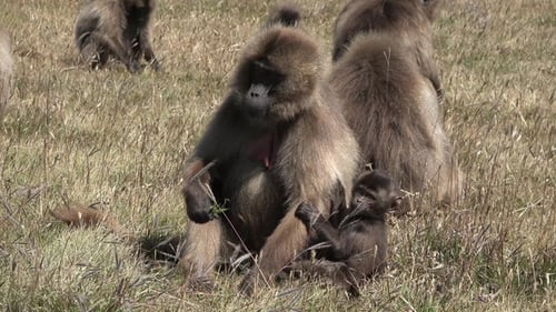 Monkey. Baboons. Young baboons chew and eat in the meadow during the day. Wildlife. African safari.