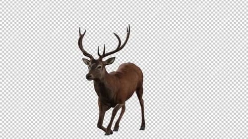 Deer Wake Up2 Front View