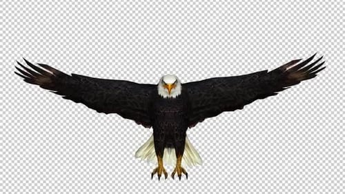 Eagle Attack Front View