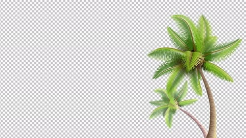 Natural Animated Swaying Palm Trees Loop
