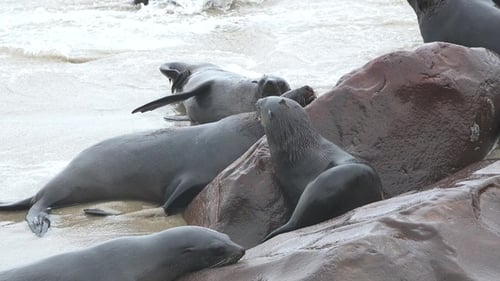 Fur seals colony. Atlantic ocean coast. Wildlife. Animals on the beach.