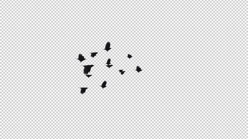 Flock of 13 Black Birds - American Crows - Flying Transition - Side View MS - Alpha Channel