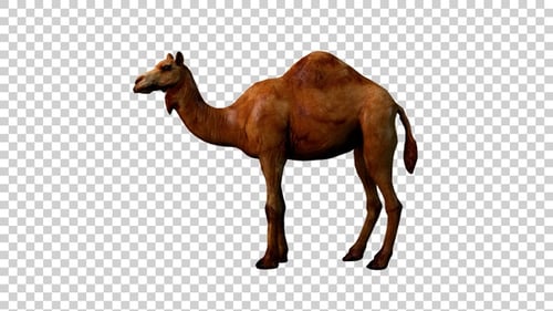 Camel Idle Seitenansicht