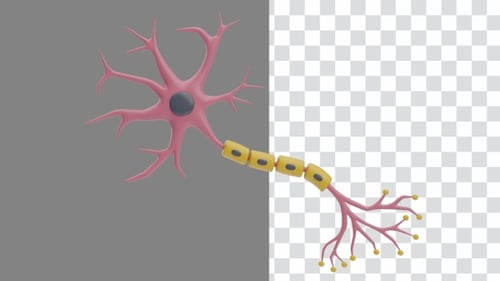 Animação 3D da estrutura neuronal multipolar | Alpha Channel