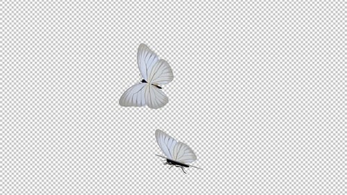 Elegant White Butterflies Flying Across the Screen Transition