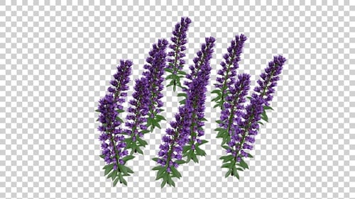 Beautiful Purple Flowers Swaying Gently with Alpha Channel