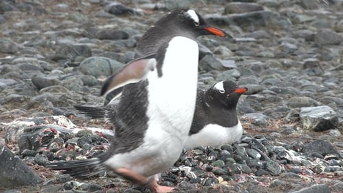 Wildlife. Penguins in Antarctica. Climate Change and Global Warming. Penguins Close up. Snow, Birds.