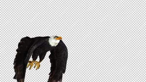 Vista derecha de Eagle Take Off