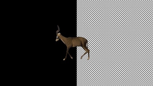 Antelope walks from right to left, Exclusive, Alpha Channel