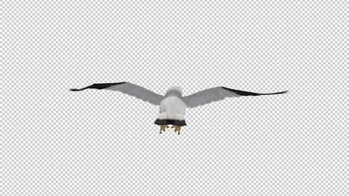 North American Seagull Bird - Flying Loop - Back View CU - Alpha Channel