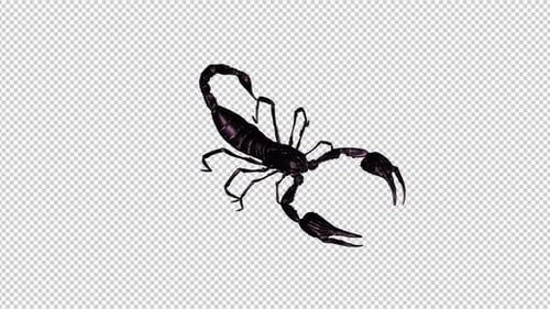 Black Scorpion - Fighting Loop - III - Top Angle View Close Up - Alpha Channel