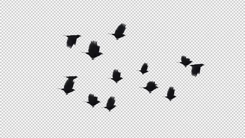 Flock of 13 Black Birds - American Crows - Flying Transition - Side View CU - Alpha Channel
