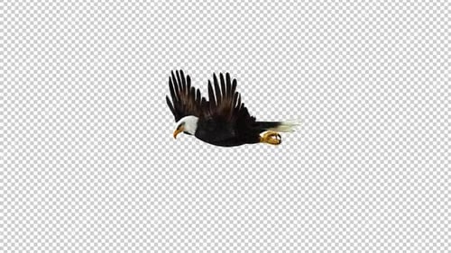 Eagle Fly Left View Loop