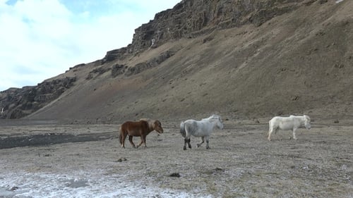 Icelandic horse standing on field in nature landscape with mountains. Endemic rural animals graze.