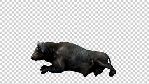 Buffalo Rest Side View