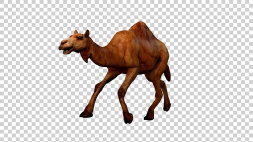 Camel Run Angle View