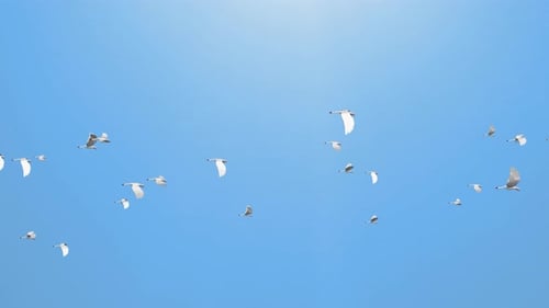 Troupeau abstraite d'oiseaux en vol en plein air, oiseaux volant et fond de ciel printanier.