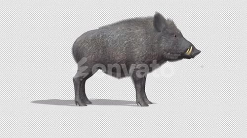 Realistic 3D Wild Boar Standing Animation Cycle