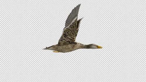 Wild Duck Waterfowl Game Bird - Mallard Female - Flying Loop - Side View CU - Alpha Channel