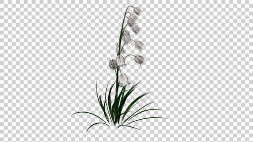 Bellflowers