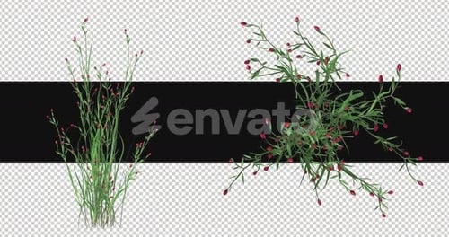 Pack Of 2 Blue Stems Moving In The Wind On Alpha Loop