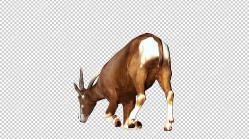 Goat Laydown Back View