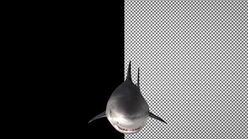 Shark swims under the camera, Alpha Channel