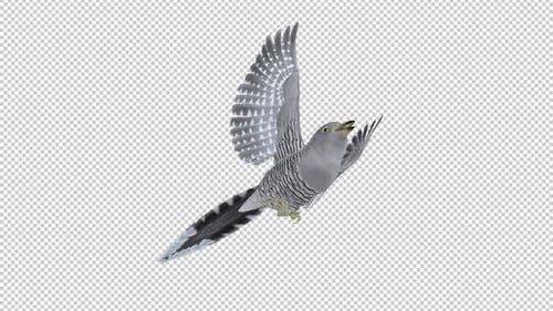 Coucou commun - Boucle volante - Vue rapprochée à angle réduit - Canal Alpha