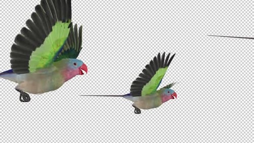 Parrot Birds - Australian Princess - Flock of 5 Flying Over Screen - Alpha Channel