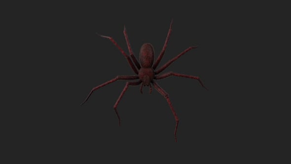 Spider Crawl Loop, Backgrounds Motion Graphics ft. spider & animated ...