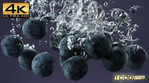 Blaubeeren fallen ins Wasser, machen Blasen und sinken auf violettem Hintergrund, Zeitlupe, Makro