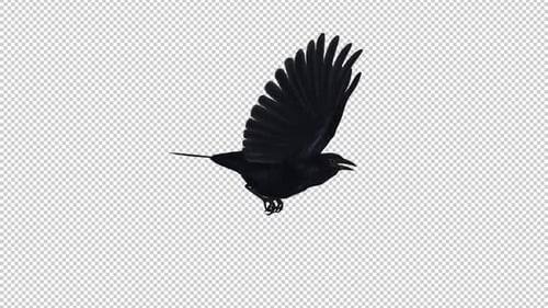 American Crow - Black Bird - Flying Loop - Side View - Alpha Channel