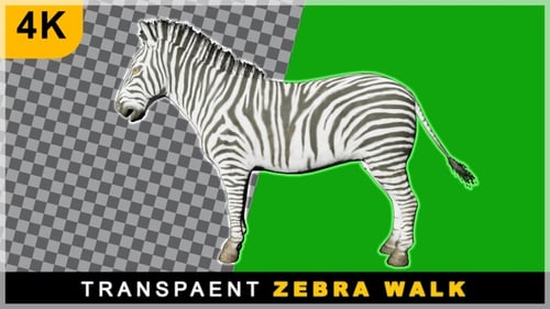 Realistic Render Cartoon Zebra Smooth Walking On Transparent Background