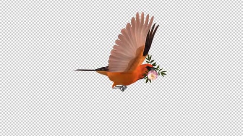Orange Oriole with White Flower - Tropical Bird - Flying Loop - Side View CU