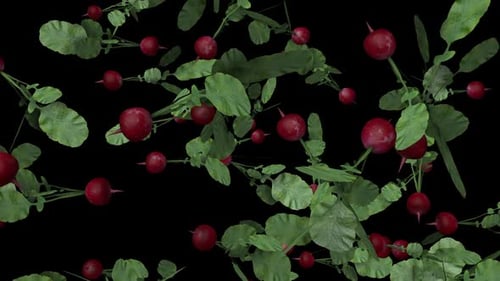 Realistic Animated Radishes Falling with Alpha Channel