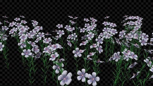 Petunia Flowers Field