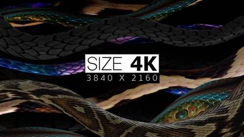 Fête aux serpents 02