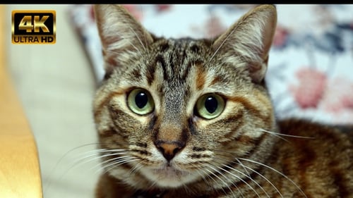 Cat Face Close Up Video