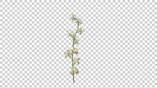 Alyssum Flowers