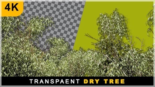 3D Render Smooth Desert Dry Tree Shaking On Transparent Background