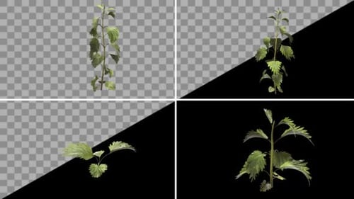 Realistic Growing Green Plants Alpha Channel
