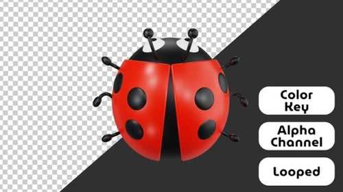 Cute 3D Animated Ladybug Bug Reveal