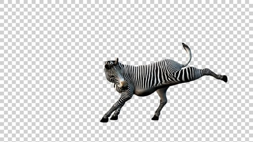 Zebra Attack Seitenansicht