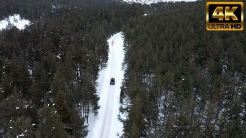 Pickup Moving on a Road Snow Covered Pine Forest